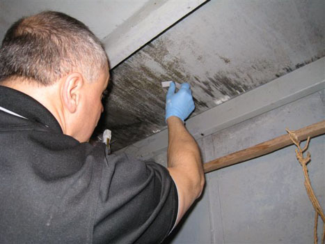 Mold Inspection